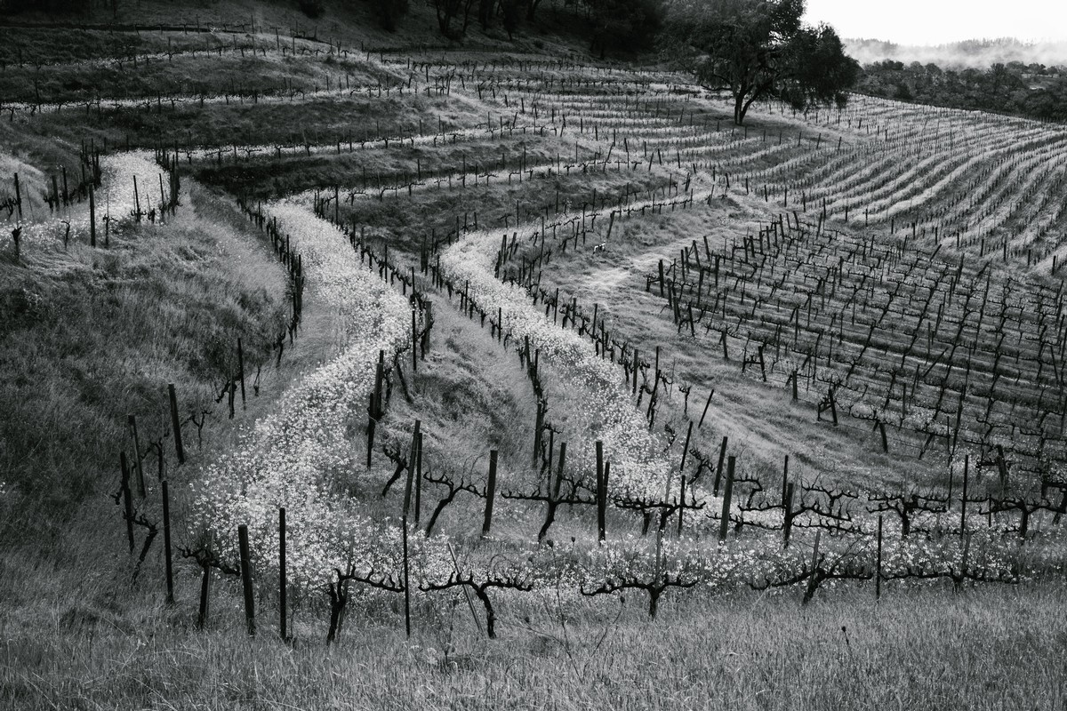 Ames and Chris in the Vineyard