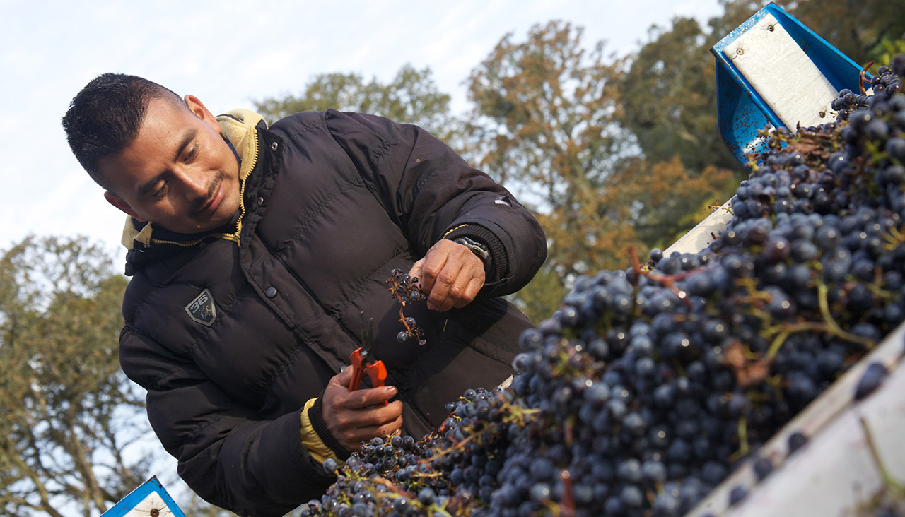 Man working in the vineyard