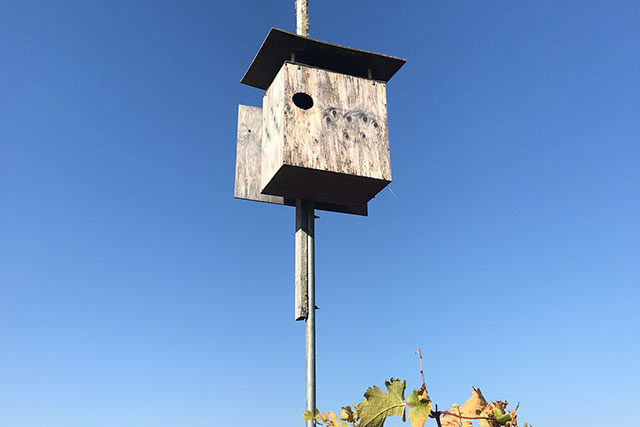 Owl Box