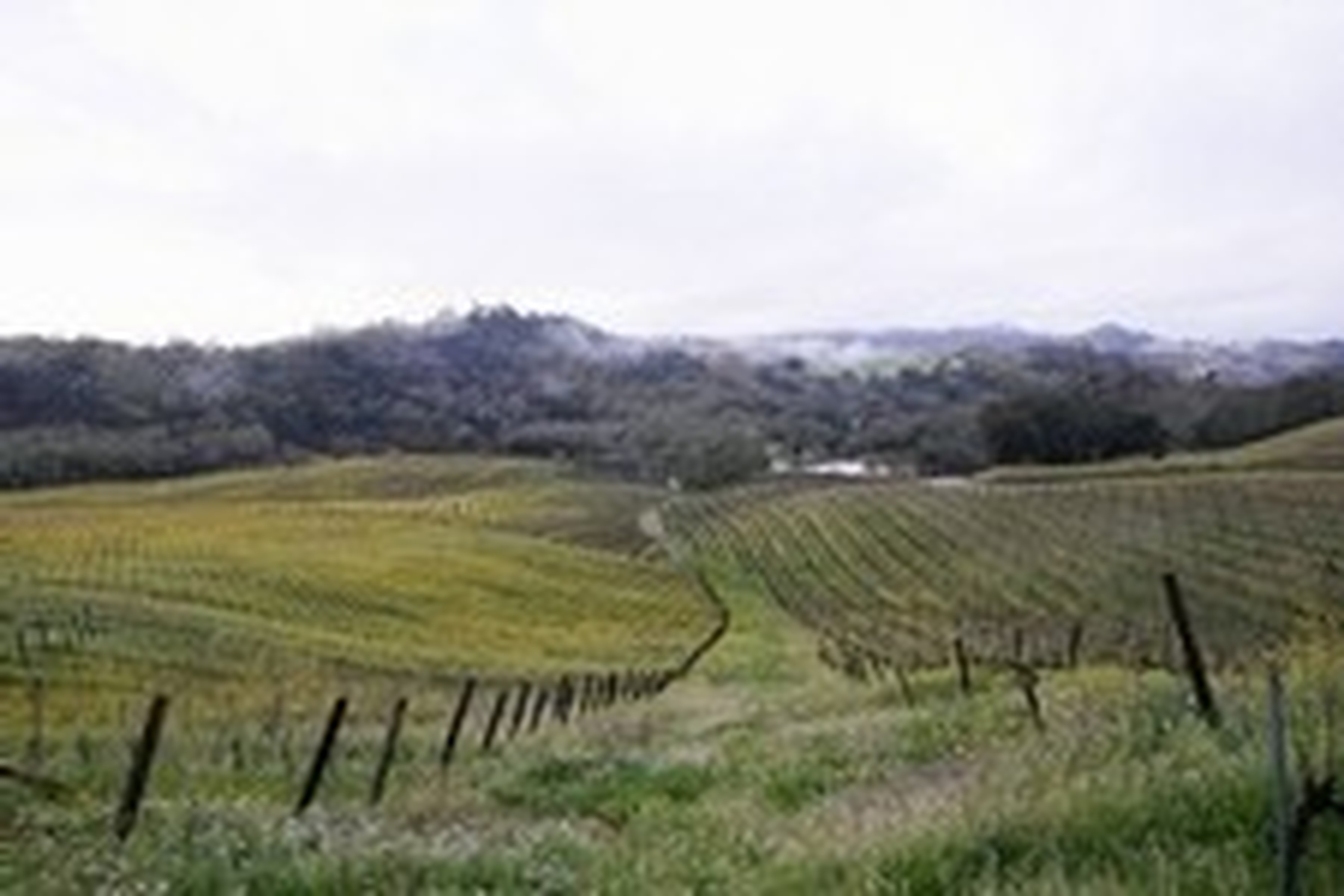 Vineyard